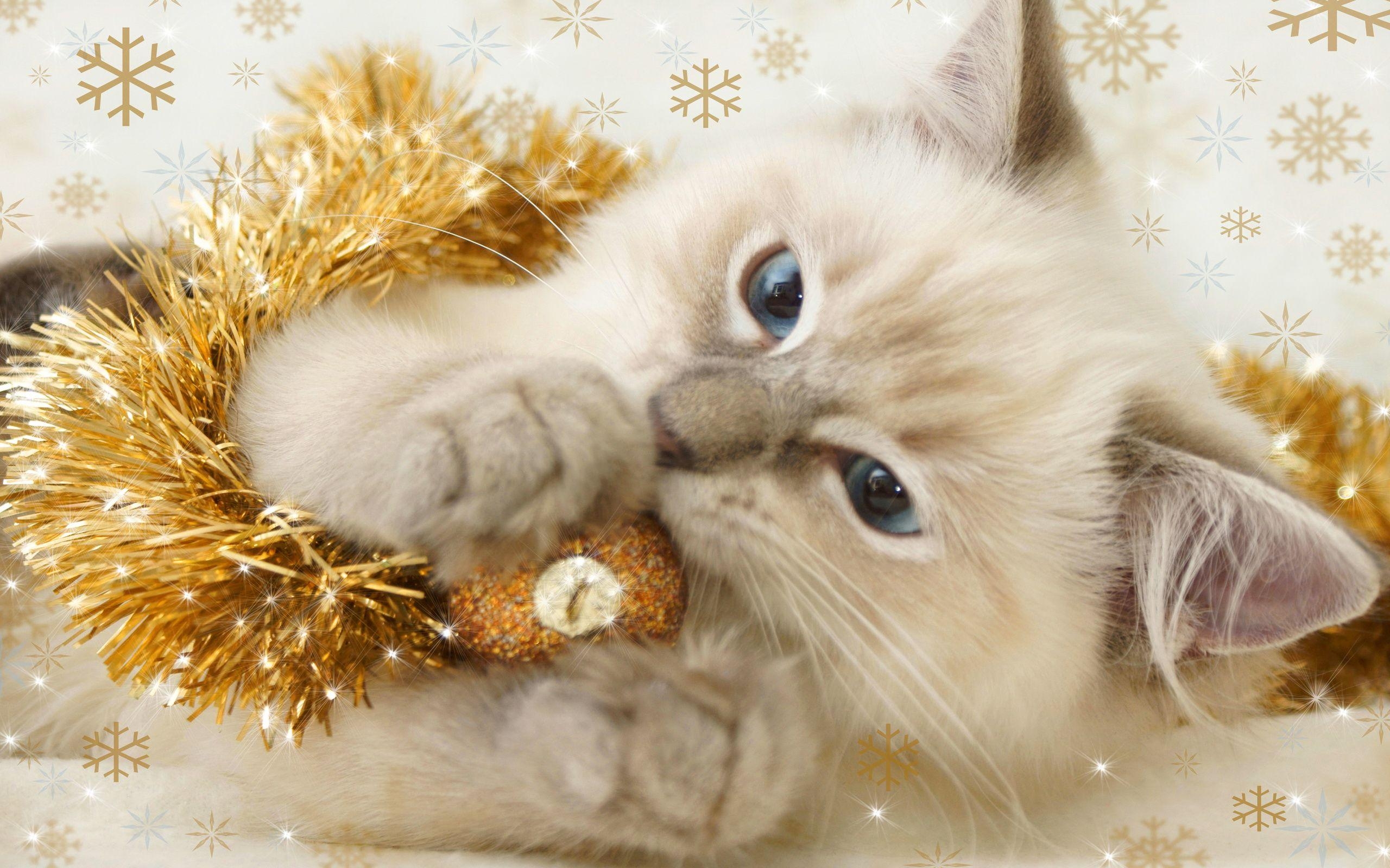 2560x1600 Christmas Kitten Wallpaper Background, Desktop