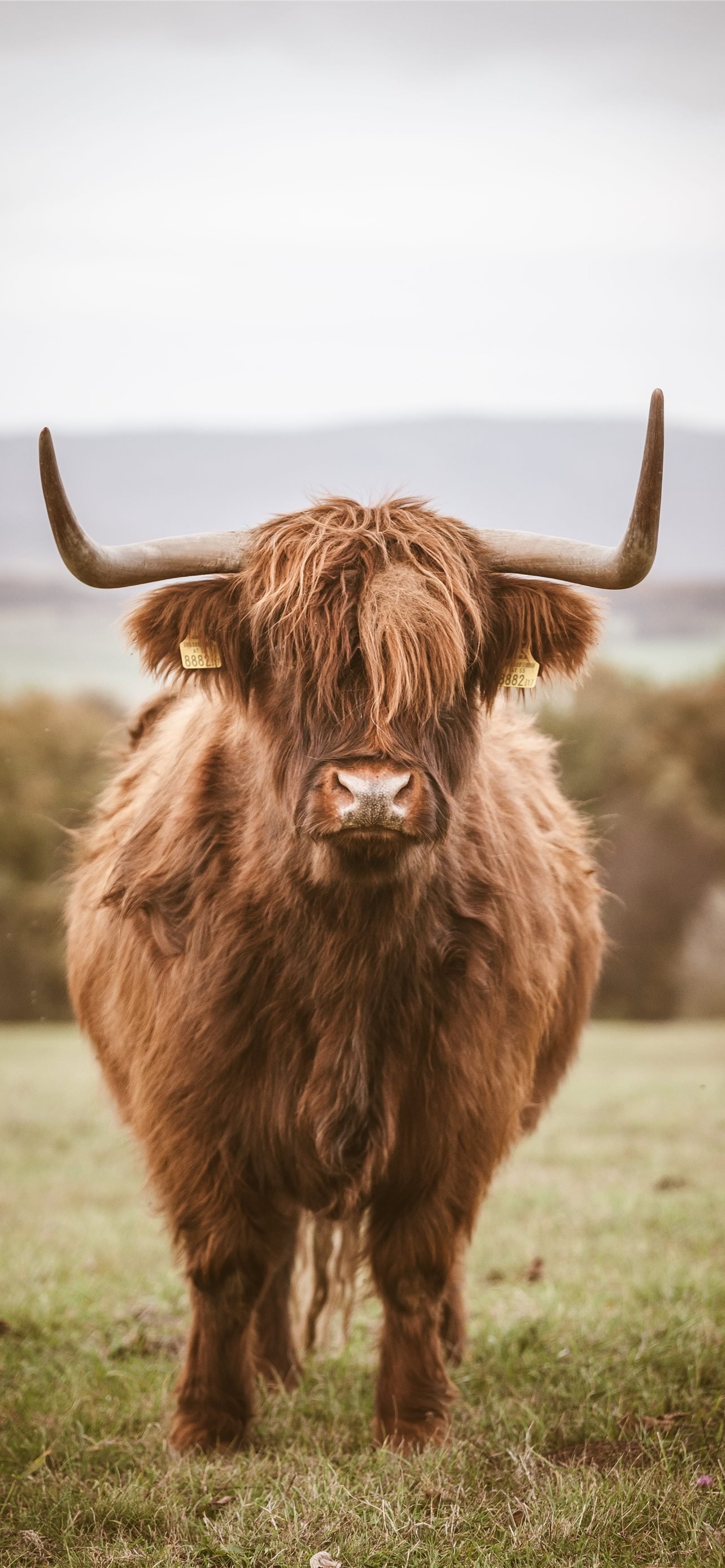 1290x2780 highland cow iPhone Wallpaper Free Download, Phone