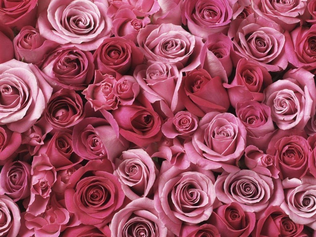 1030x770 Pink Roses Wallpaper Tumblr, Desktop