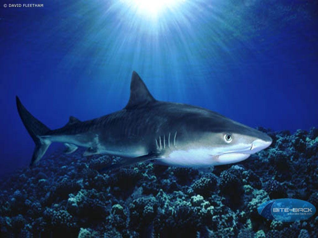 1030x770 Shark ♥, Desktop