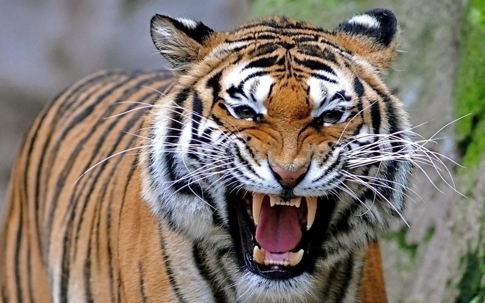 1680x1050 Angry tigers photo, Desktop