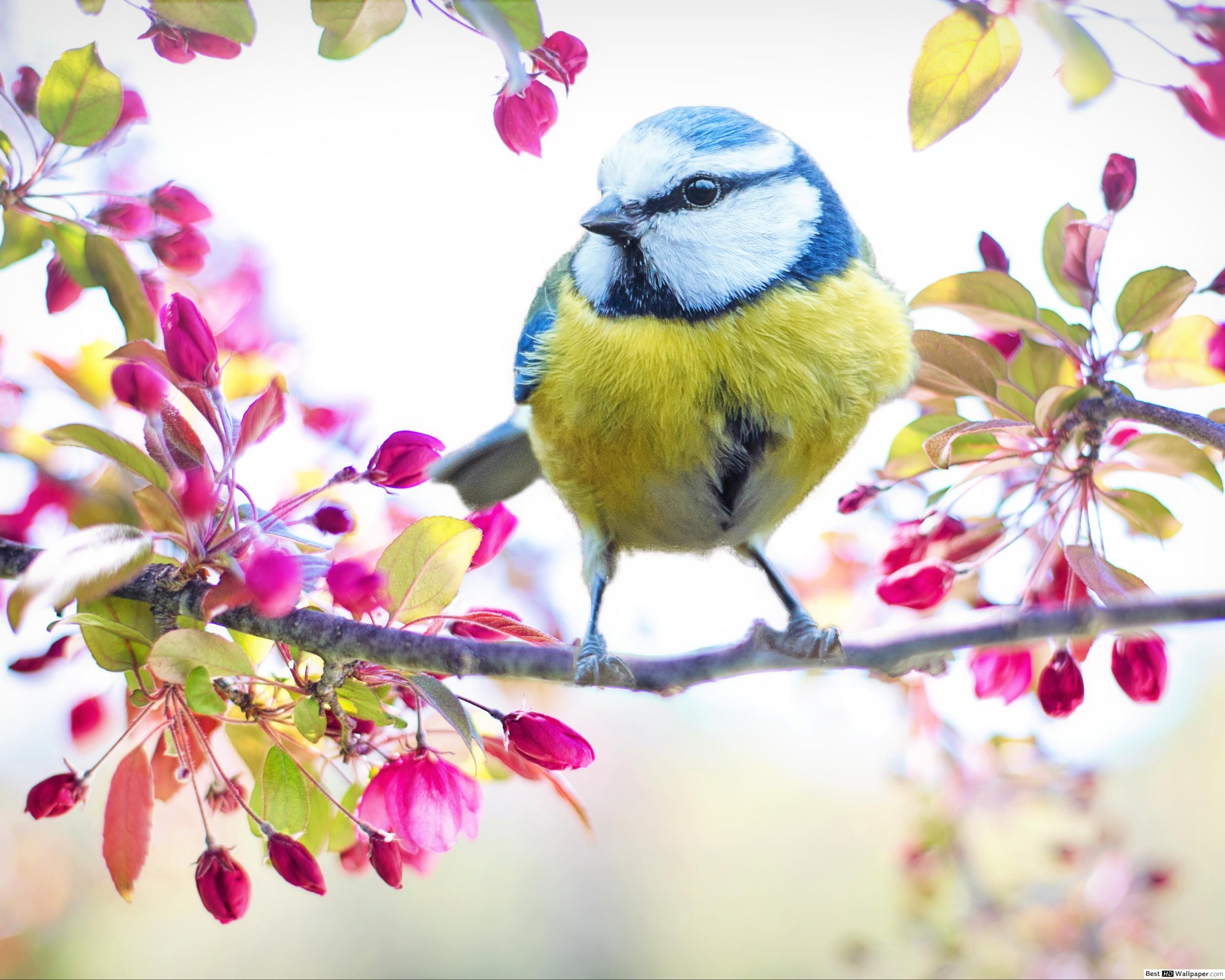 2560x2050 Blue Tit spring bird in a branch of pink blossoming flowers HD wallpaper download, Desktop