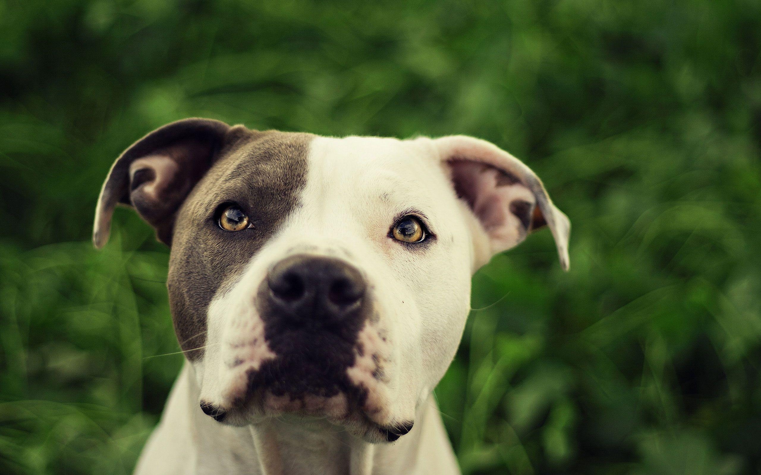 2560x1600 Pit Bull Dog HD Wallpaper. Pit Bull Desktop Image, Desktop