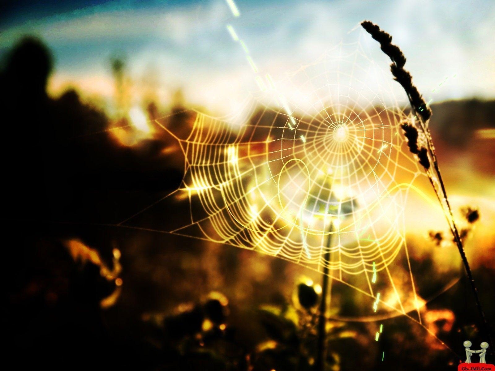 1600x1200 Spider Web Wallpaper, Desktop