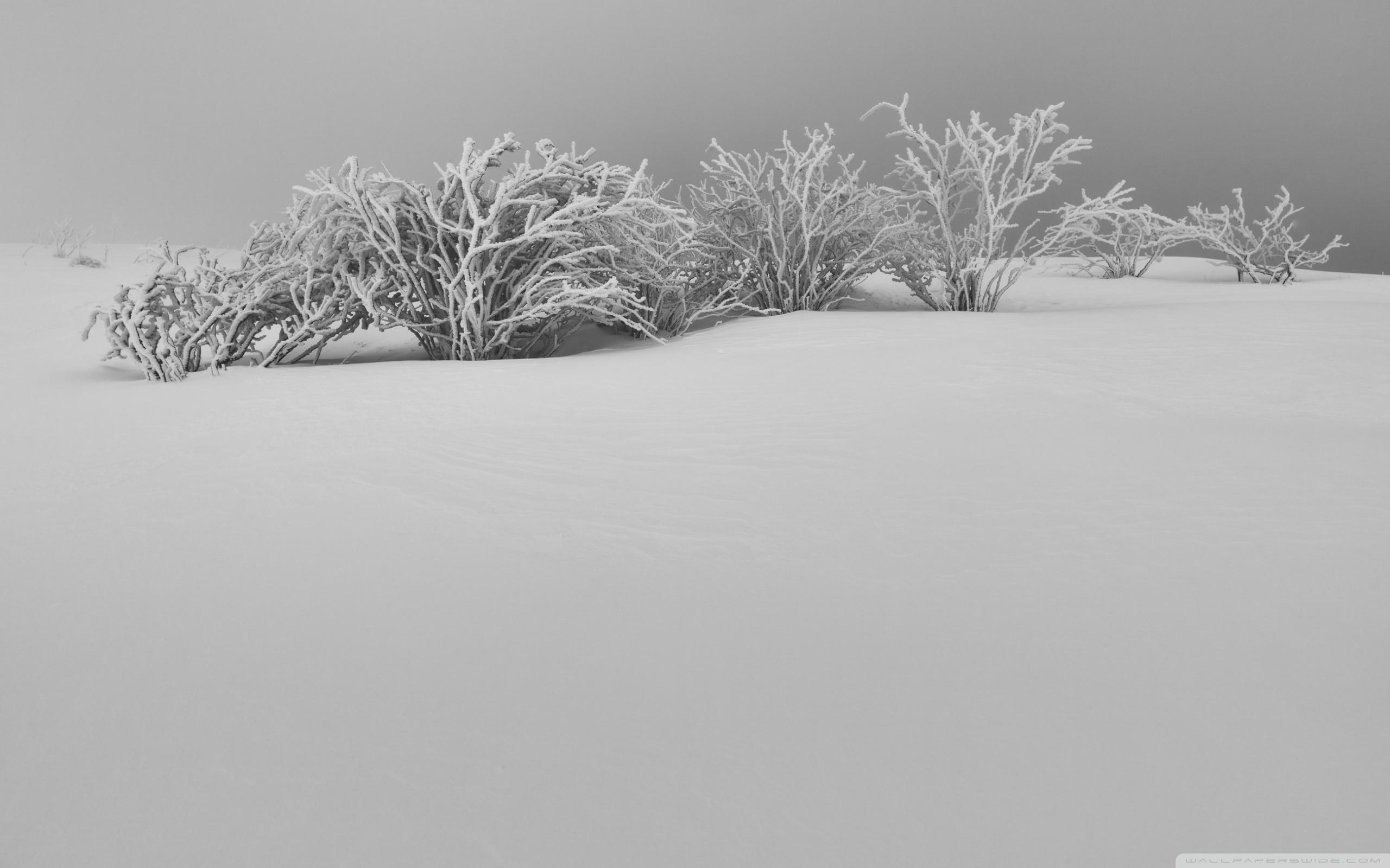 2560x1600 Winter White Snow Aesthetic Black and White Ultra HD Desktop Background Wallpaper for 4K UHD TV, Widescreen & UltraWide Desktop & Laptop, Multi Display, Dual Monitor, Tablet, Desktop