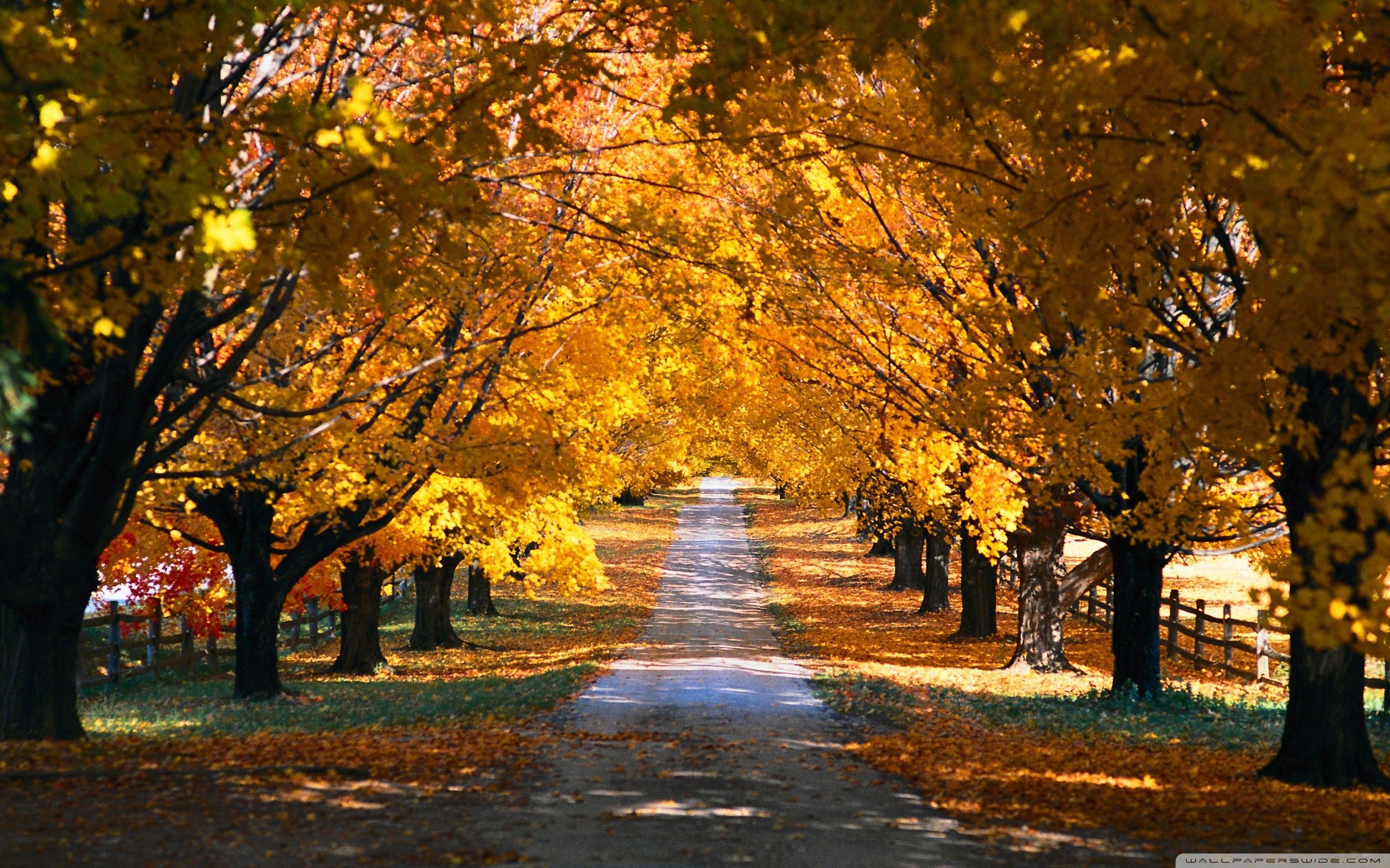 2560x1600 Tree Tunnel Road Autumn ❤ 4K HD Desktop Wallpaper for 4K Ultra HD, Desktop