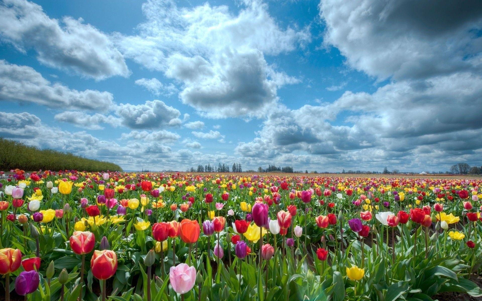 1920x1200 Fields Tulips wallpaper, Desktop