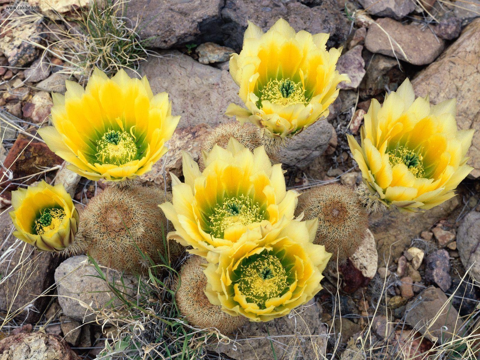 1600x1200 Nature: Rainbow Cacti In Bloom Big Bend National Park Texas, Desktop