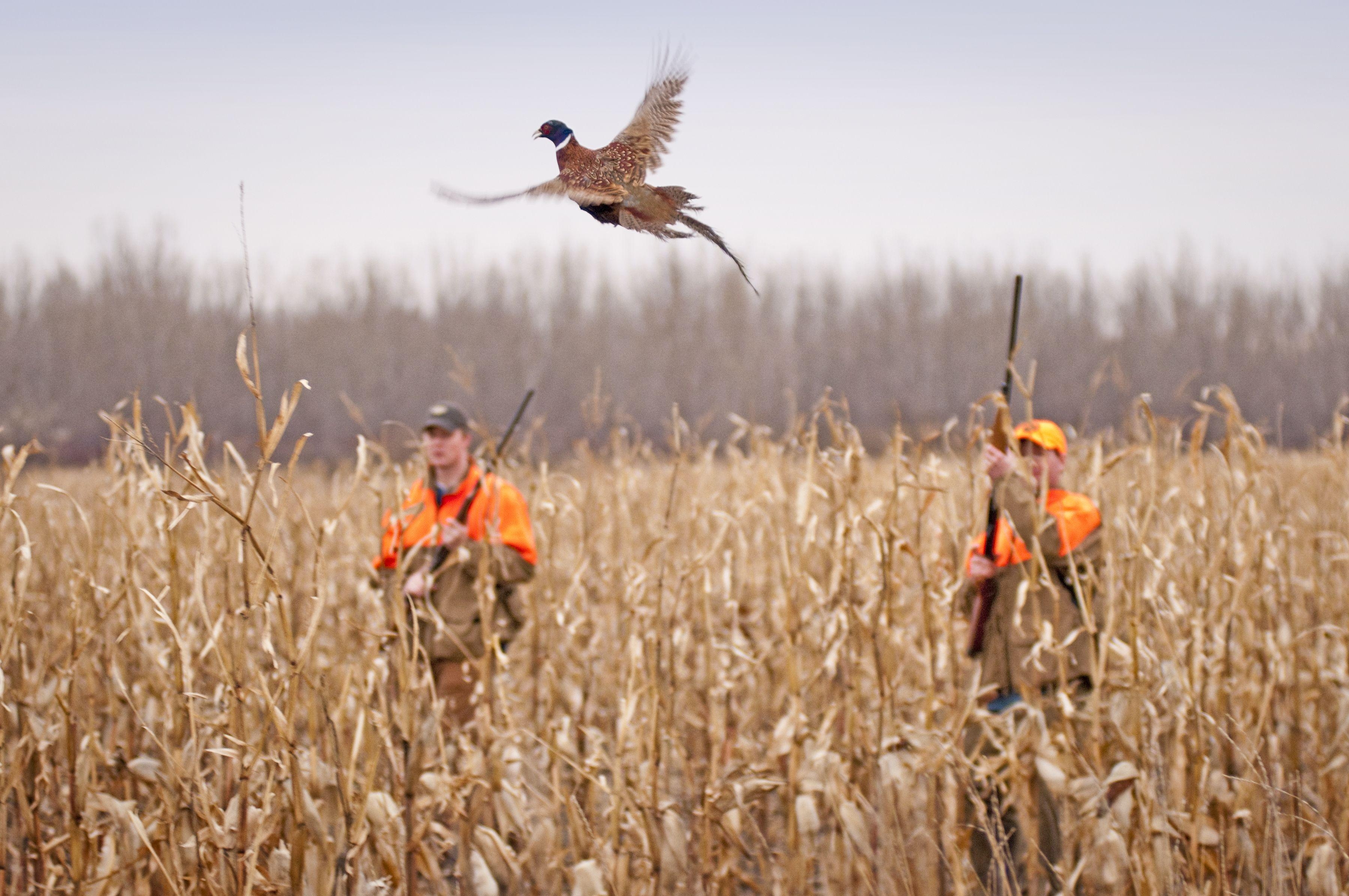 3600x2400 Bird hunting wallpaper, Desktop