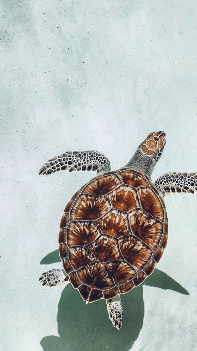 750x1340 wallpaper. Turtle wallpaper, Ocean wallpaper, Animal wallpaper, Phone