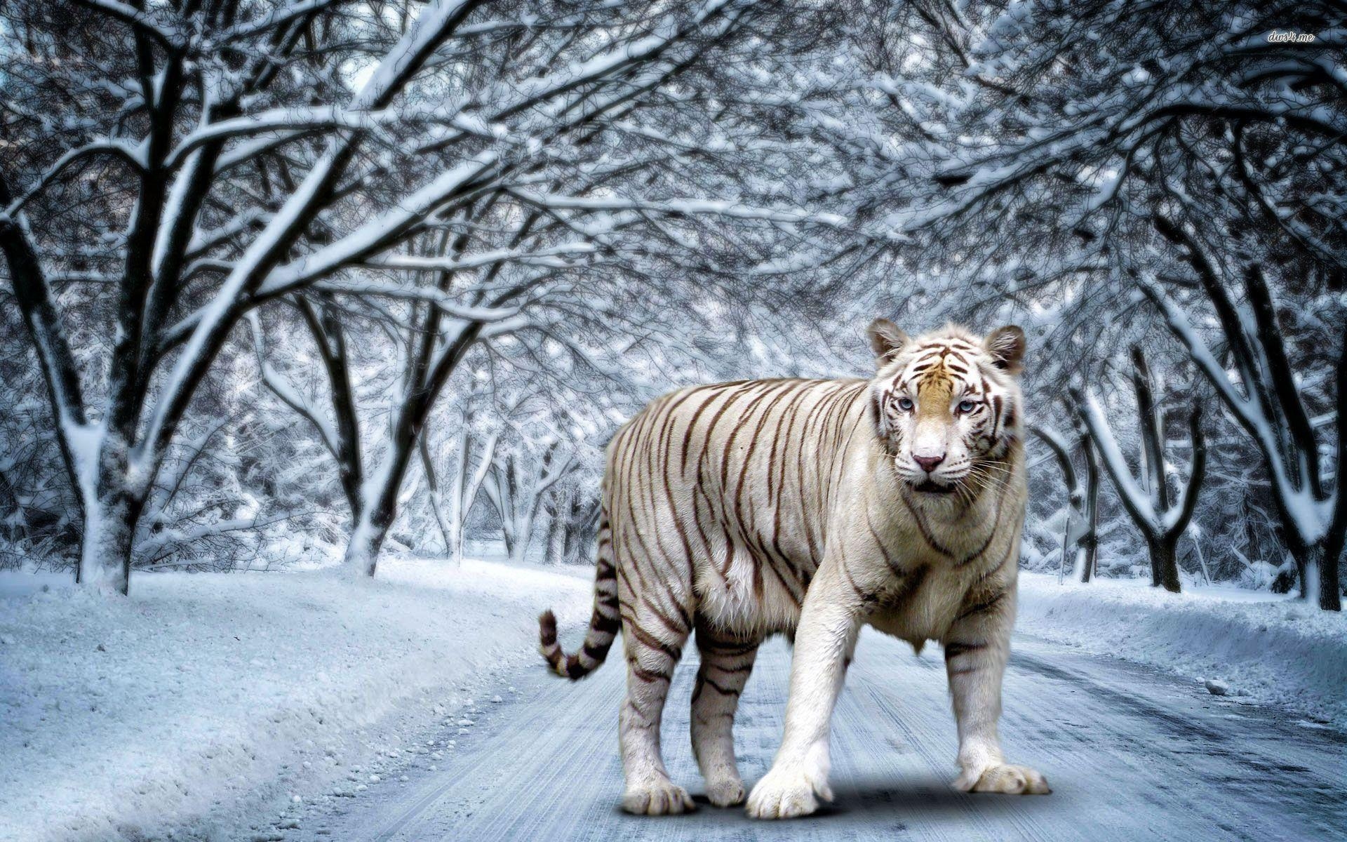 1920x1200 White tiger wallpaper Art wallpaper - #, Desktop