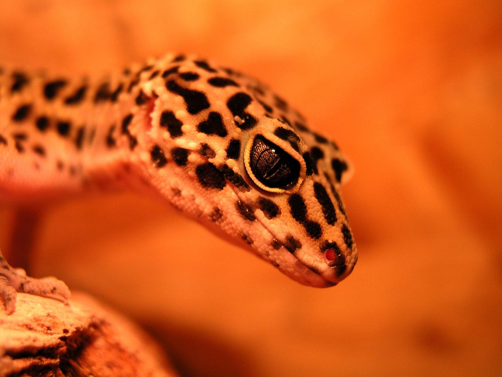 1600x1200 Gecko Wallpaper 4K ( px), Desktop