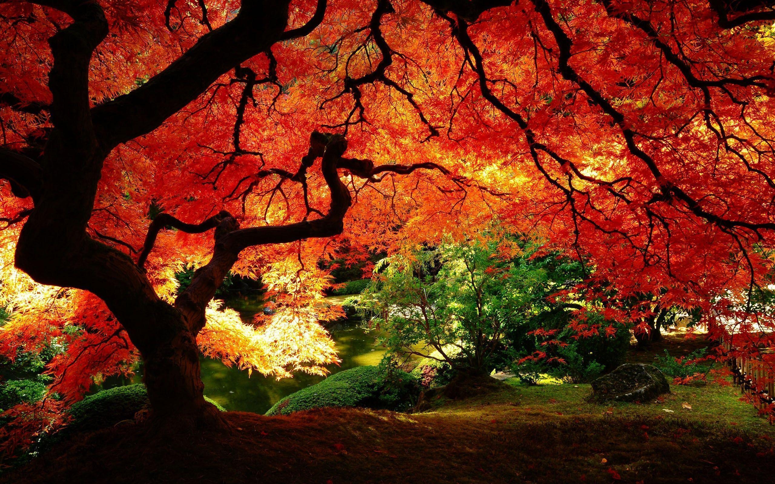 2560x1600 HD and QHD wallpaper of gorgeous trees (Round 2), Desktop