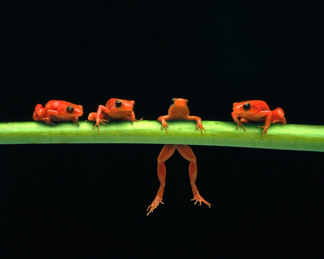 1280x1030 Red tree frogs jpg wallpaper animals frogs red tree frogs. HD, Desktop