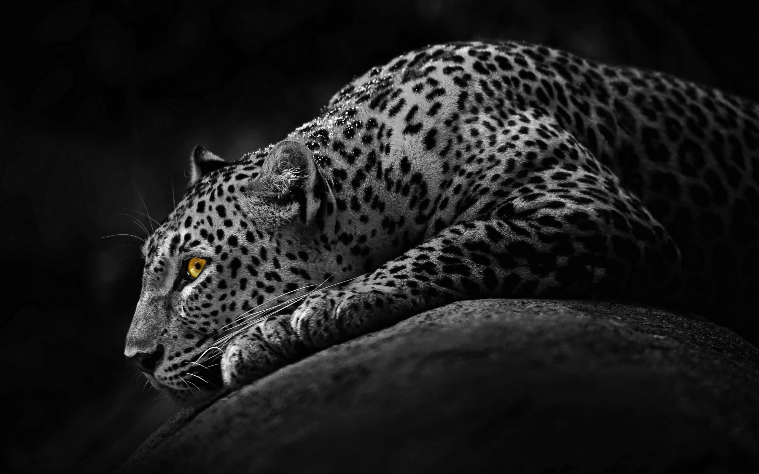 2560x1600 Black Jaguar Wallpaper, Desktop