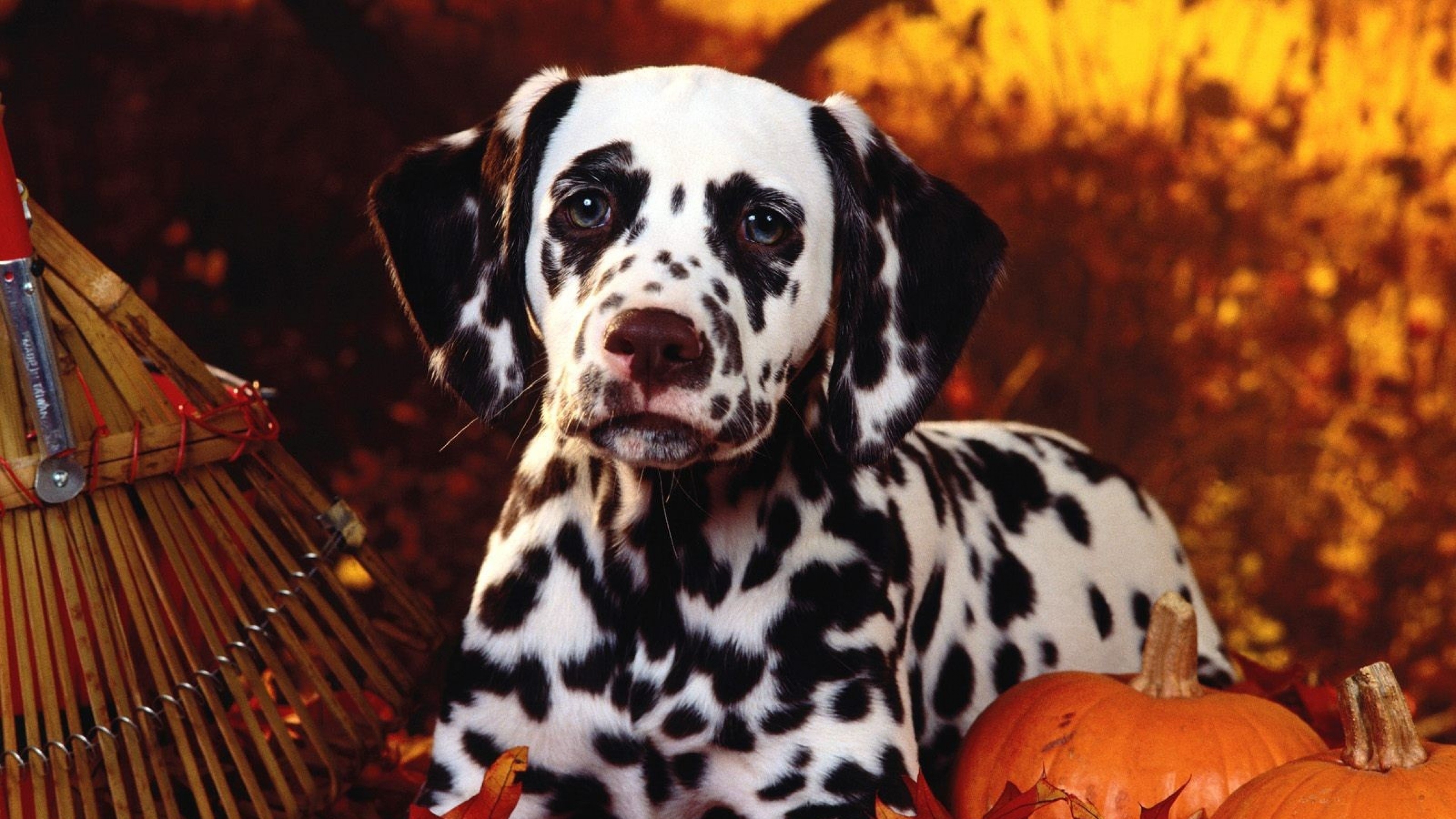 3840x2160 Halloween Pets Wallpaper, Desktop