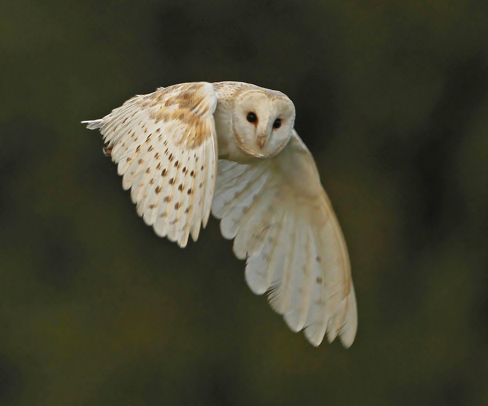 1600x1340 Baby Barn Owl, Desktop