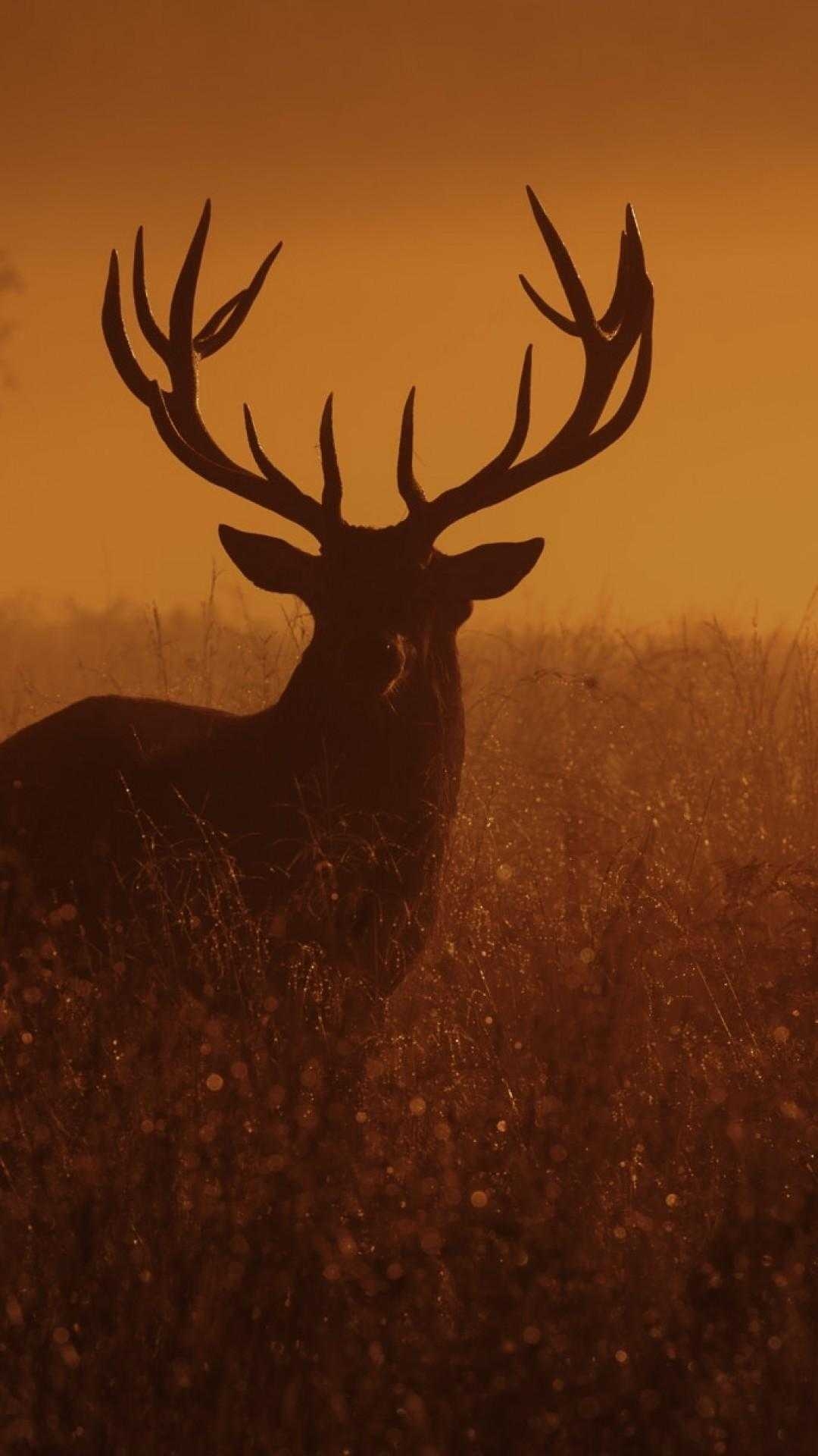 1080x1920 Deer Wallpaper Free HD Wallpaper, Phone