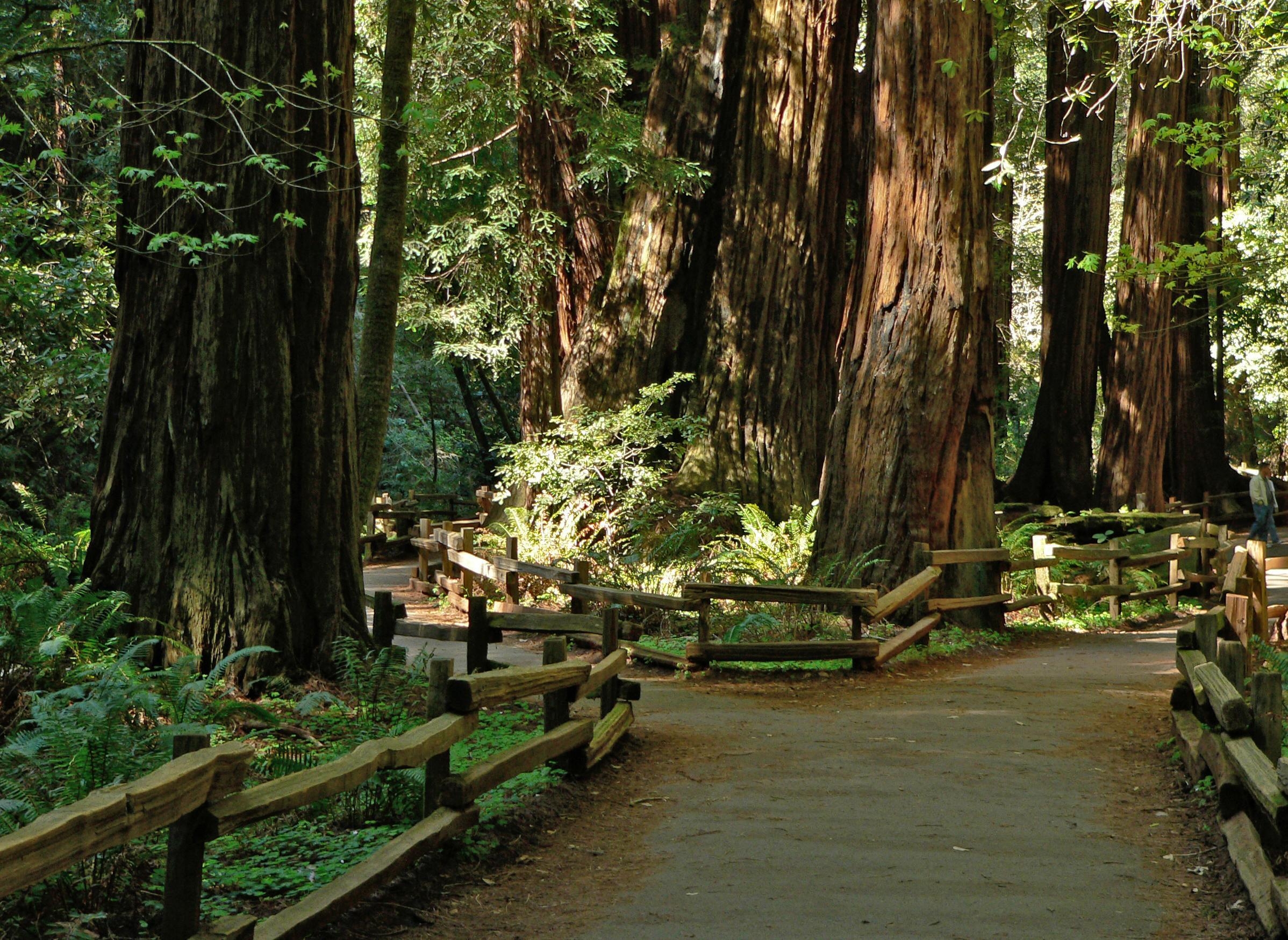 2400x1750 Muir Woods National, Desktop