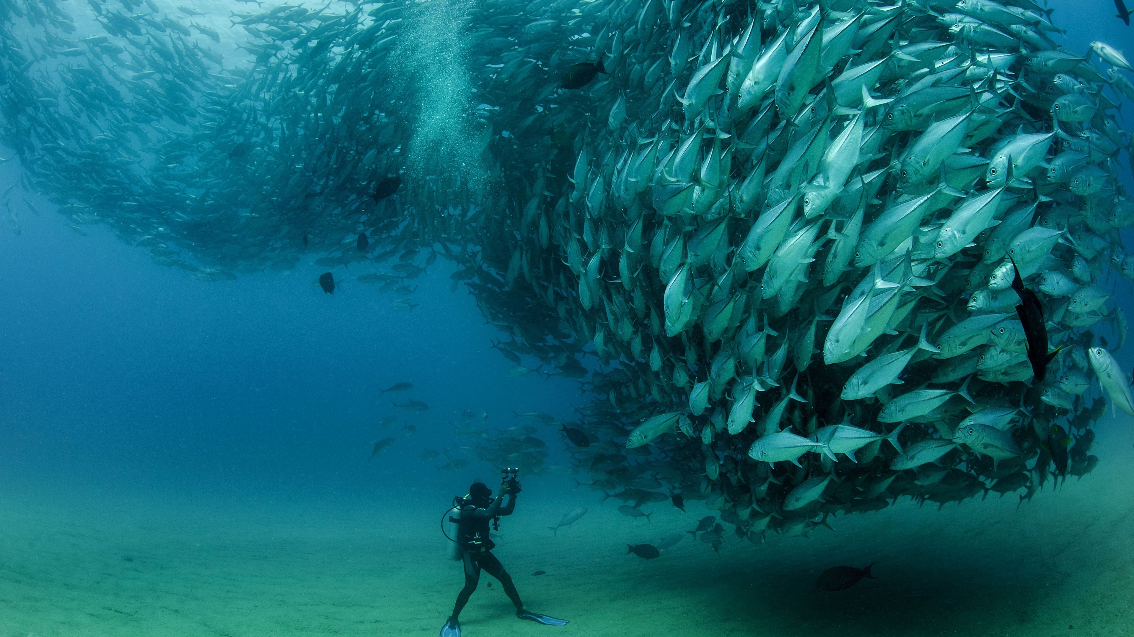 3840x2160 Wallpaper Cabo Pulmo National Park, Mexico, 5k, 4k wallpaper, diving, Desktop