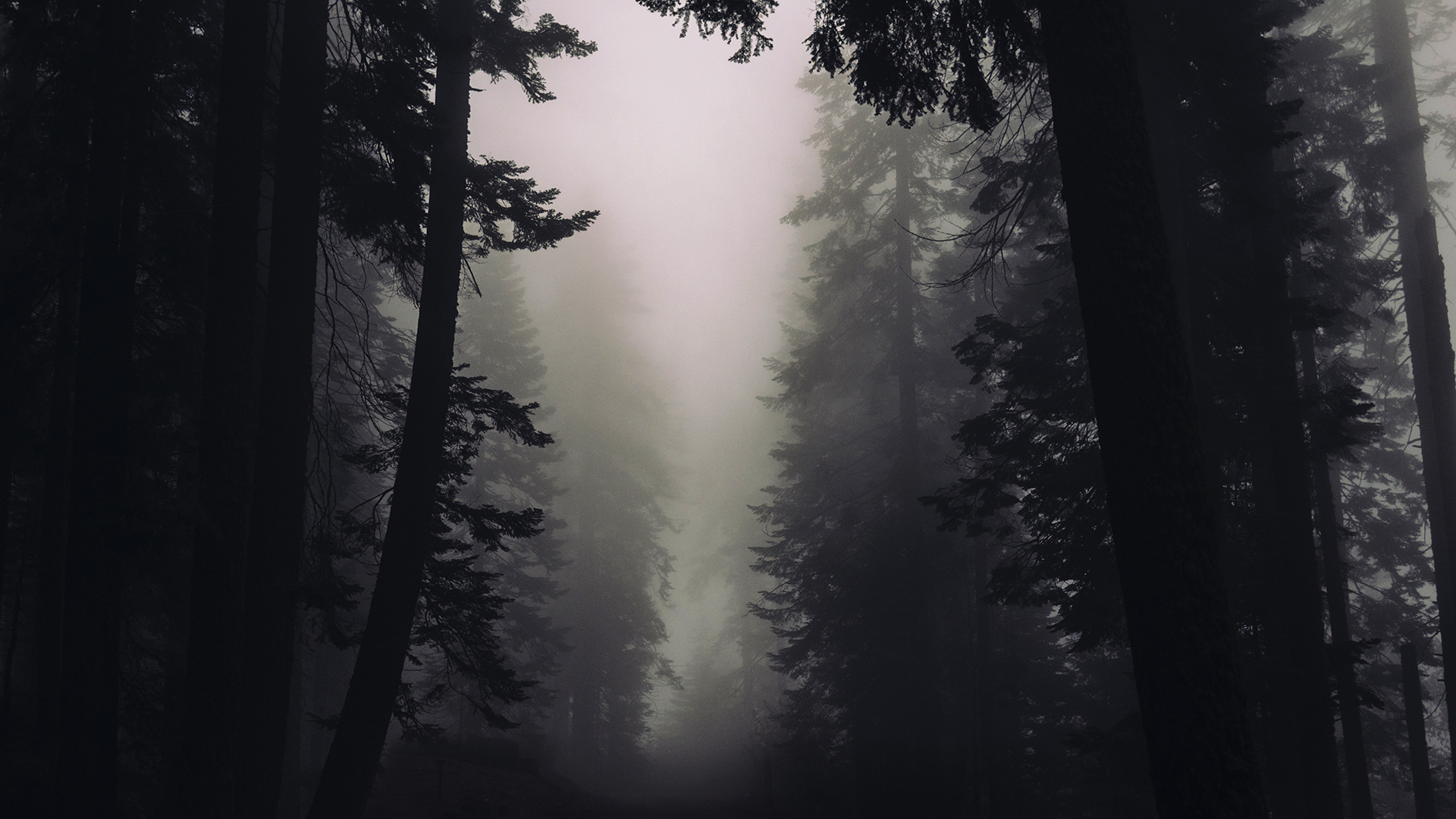 1920x1080 Gothic Forest Laptop Background, Desktop