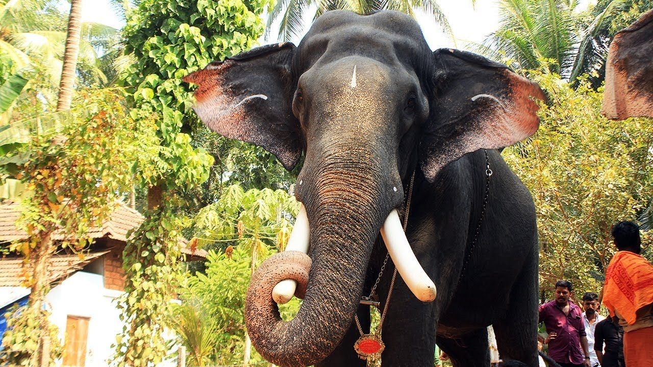 1280x720 Pampady Rajan at Parkkadi Pooram 2018, Desktop