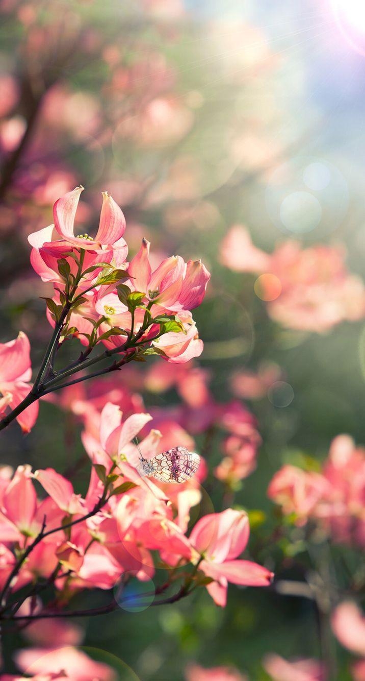 720x1340 Butterfly, spring wall. Spring wallpaper, Beautiful flowers, Phone