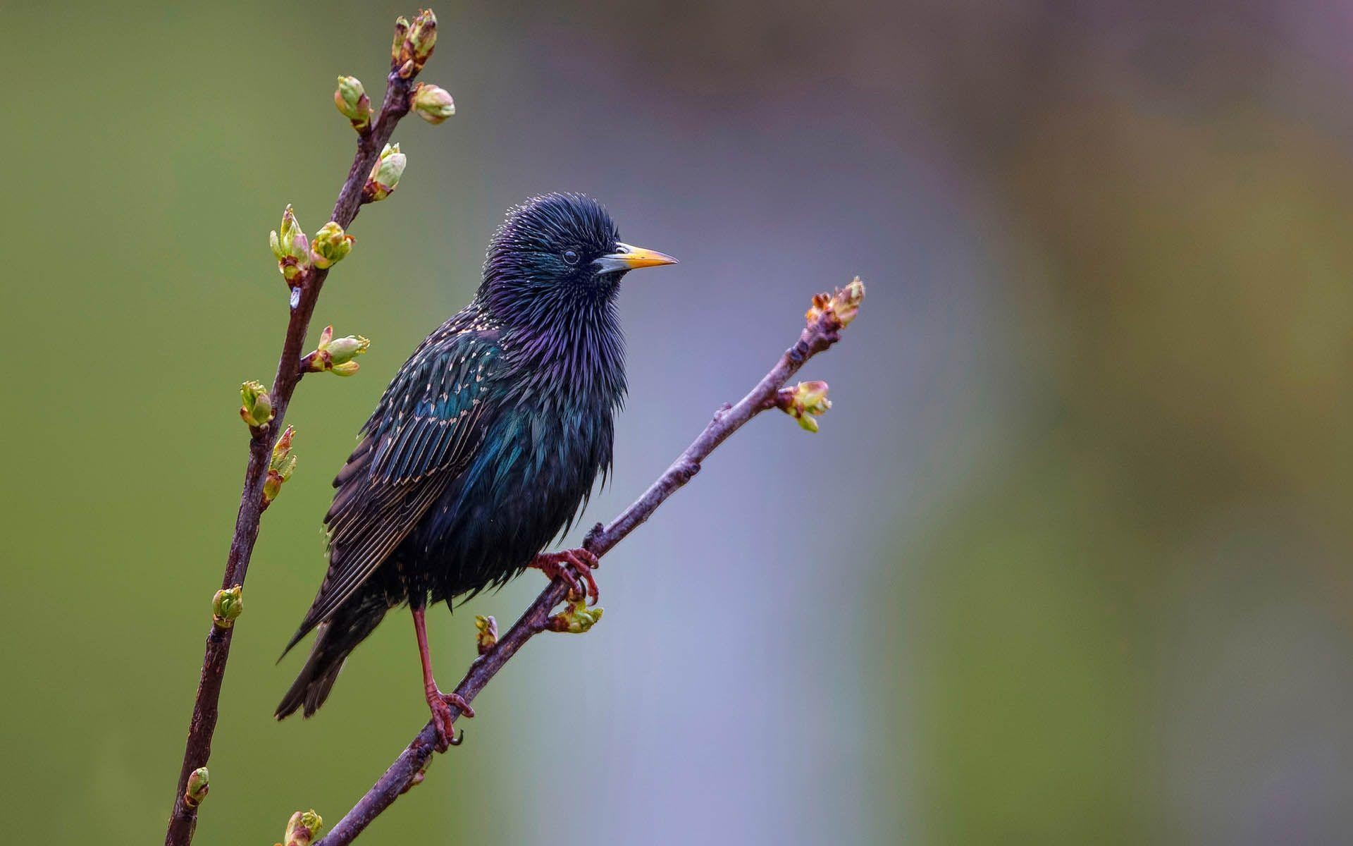 1920x1200 starling wallpaper for computer. starling, Desktop