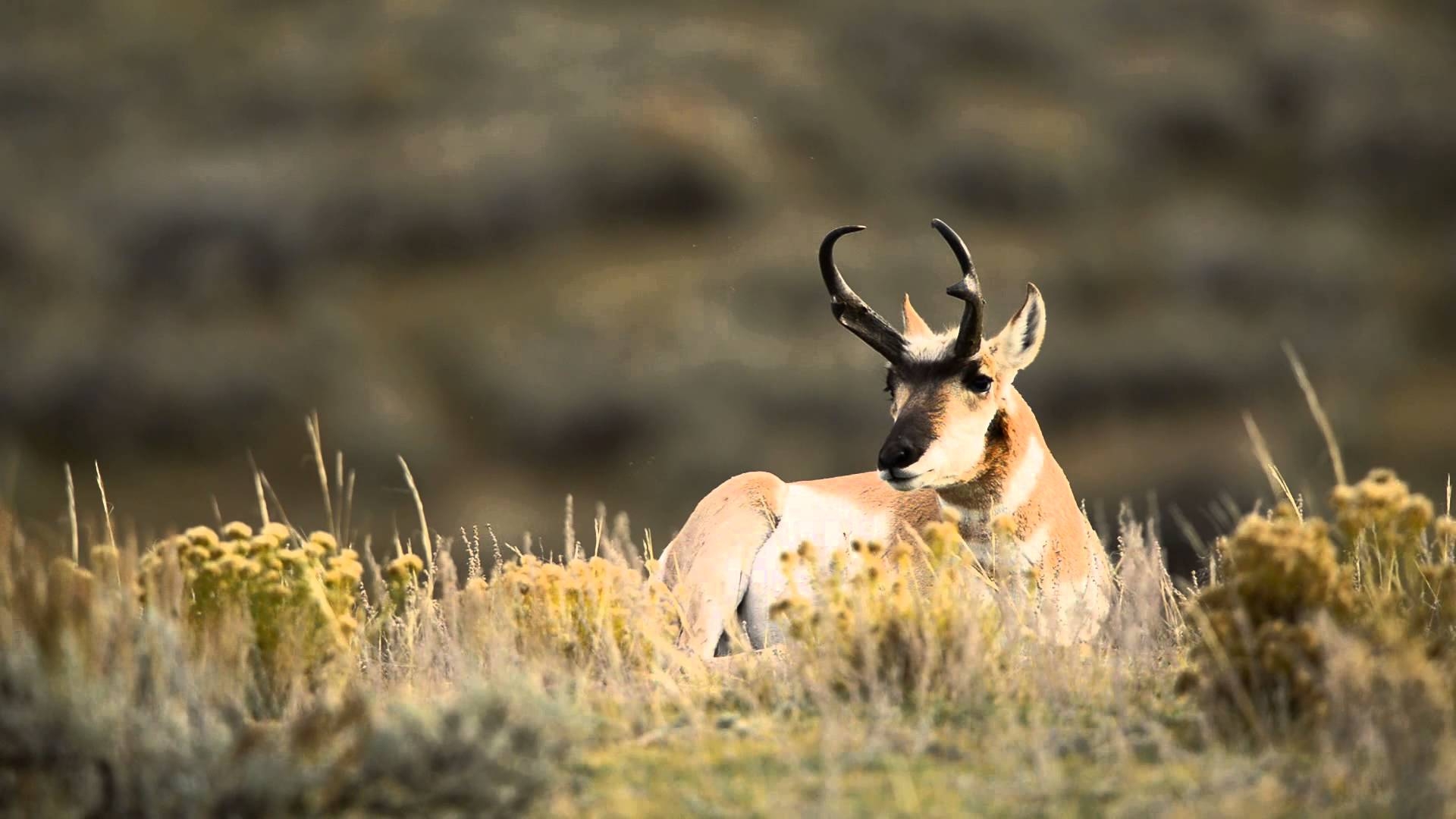 1920x1080 antelope wallpaper for desktop. antelope, Desktop