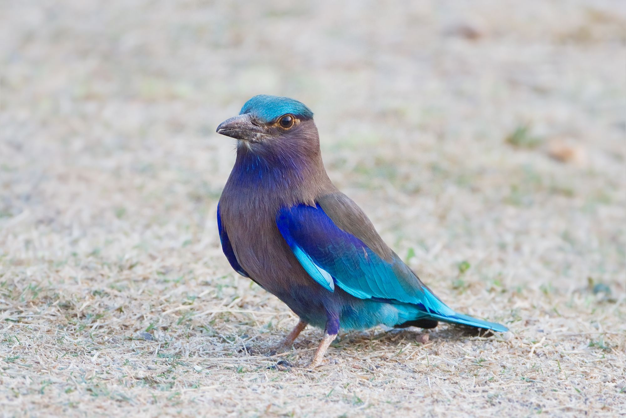 2000x1340 Indian Roller, Desktop