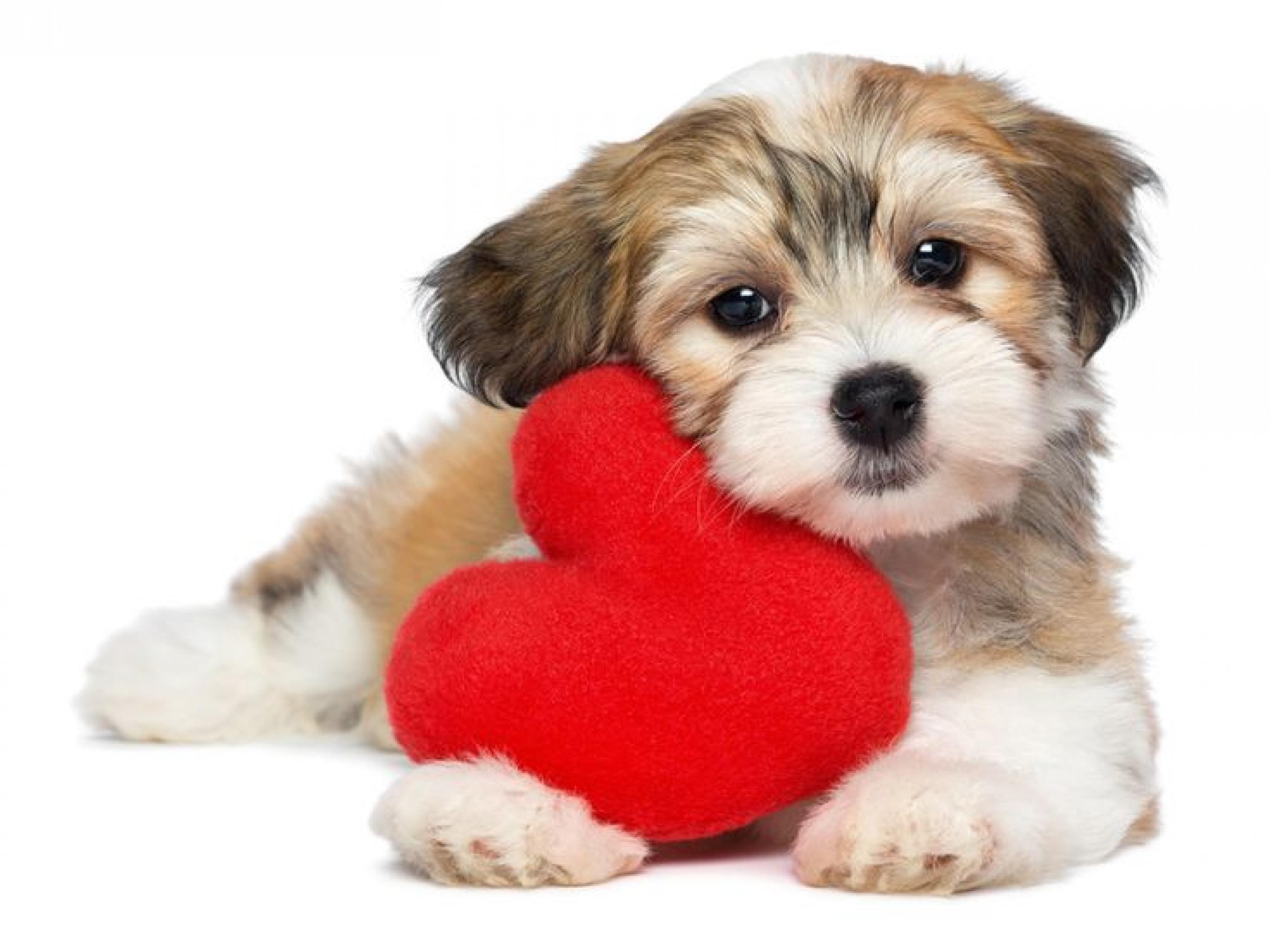 2800x2100 Valentines Day Dog Wallpaper, Desktop