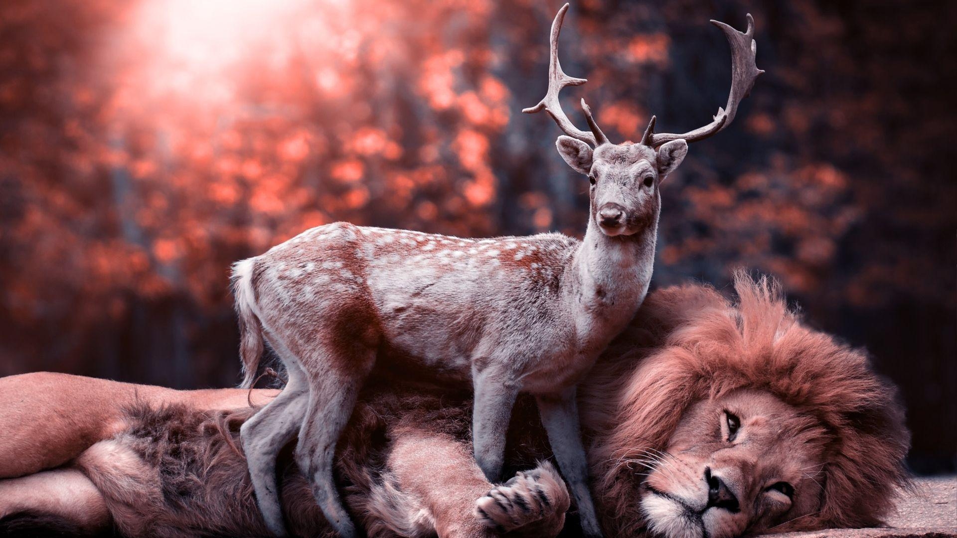 1920x1080 Lion and Deer Wallpaper HD, Desktop