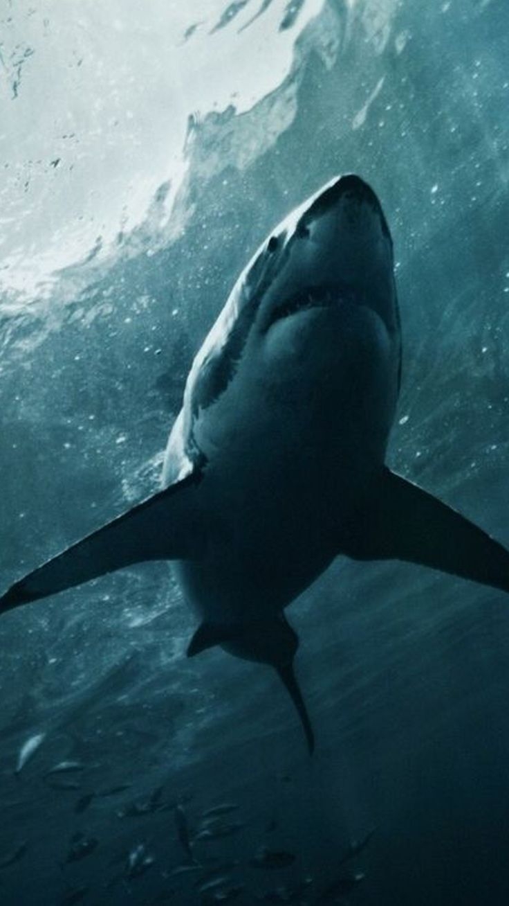 740x1310 1080×1920 Shark ios 9 wallpaper iphone 6. Shark, Phone