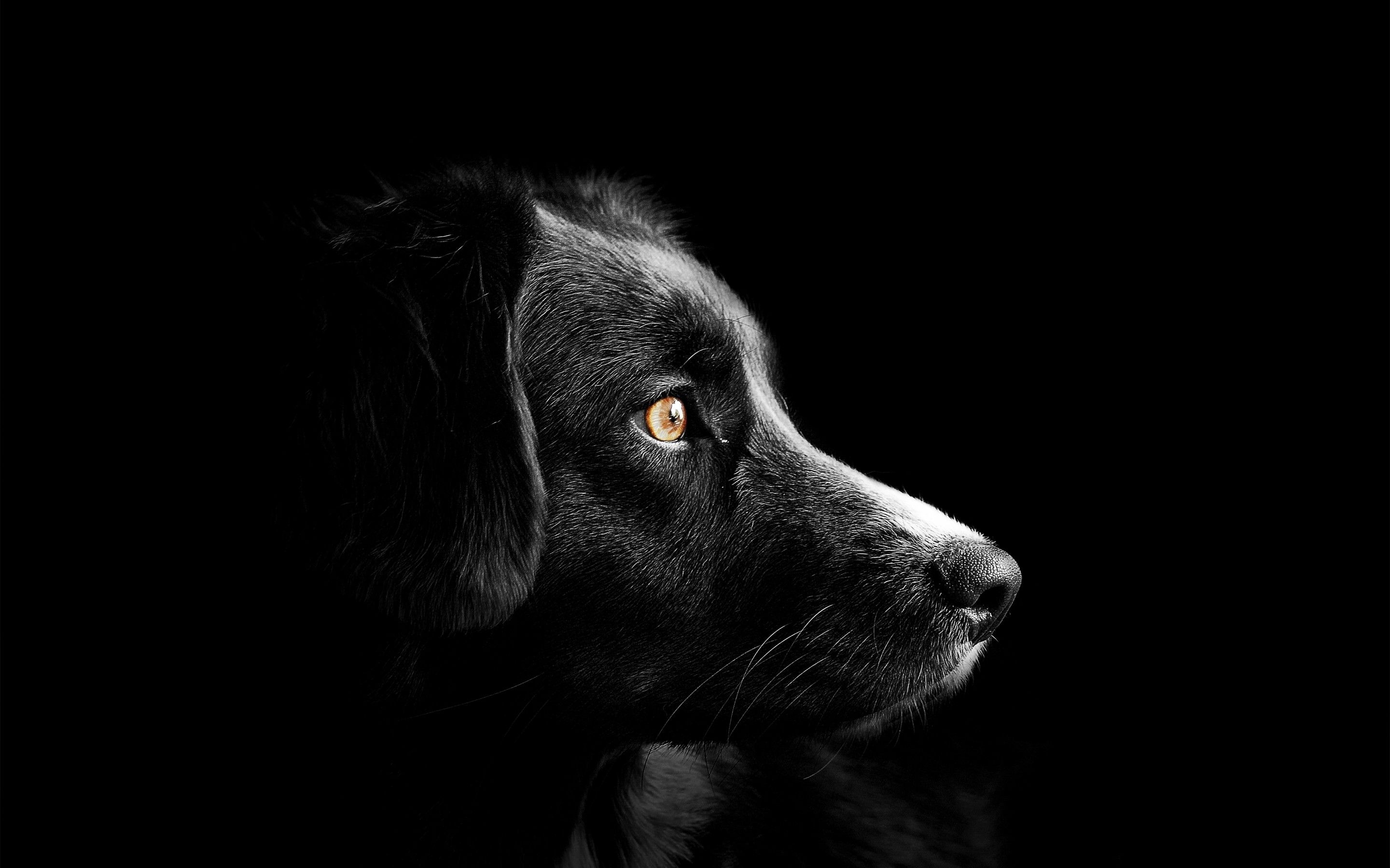 2880x1800 Black dog 4K Wallpaper, Cute puppies, Black background, Dark, AMOLED, 5K, Animals, Desktop