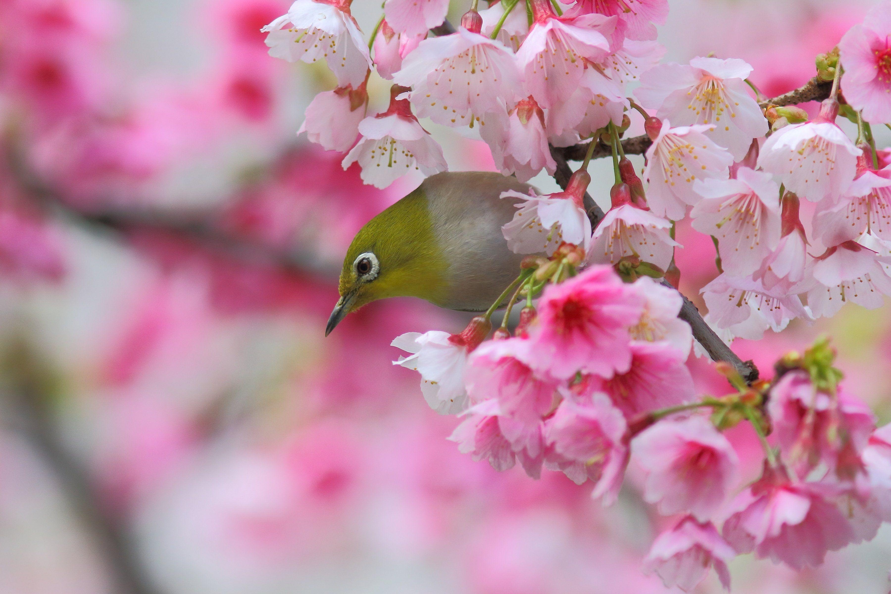3600x2400 Japanese White Eye Bird Sakura Cherry Branch Blossom Flowers, Desktop
