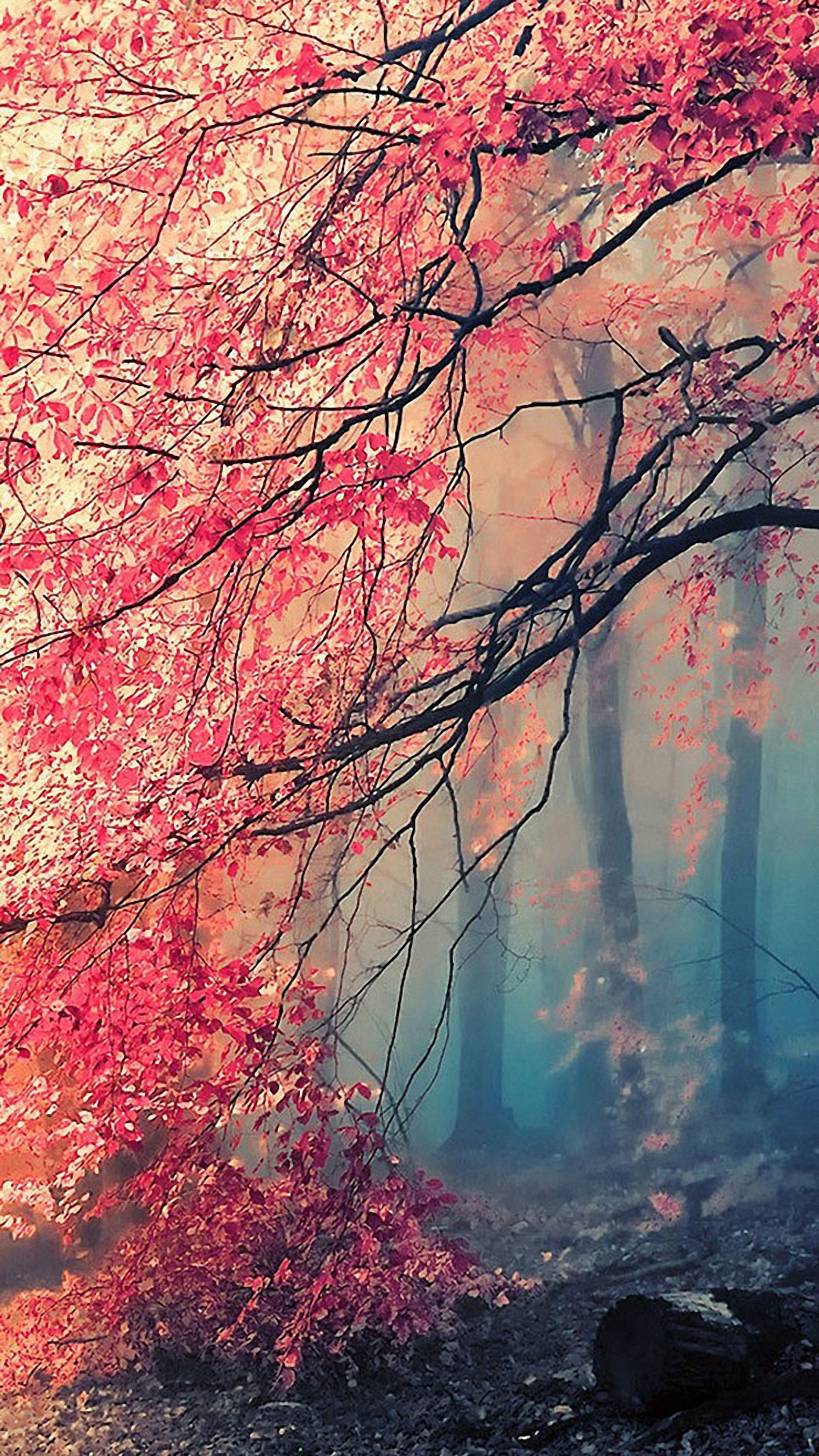 1440x2560 Lock Screen Mobile Nature Wallpaper HD, Phone