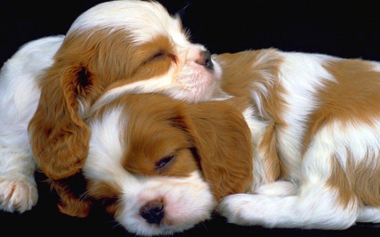 1280x800 Cute Puppy Wallpaper, Desktop