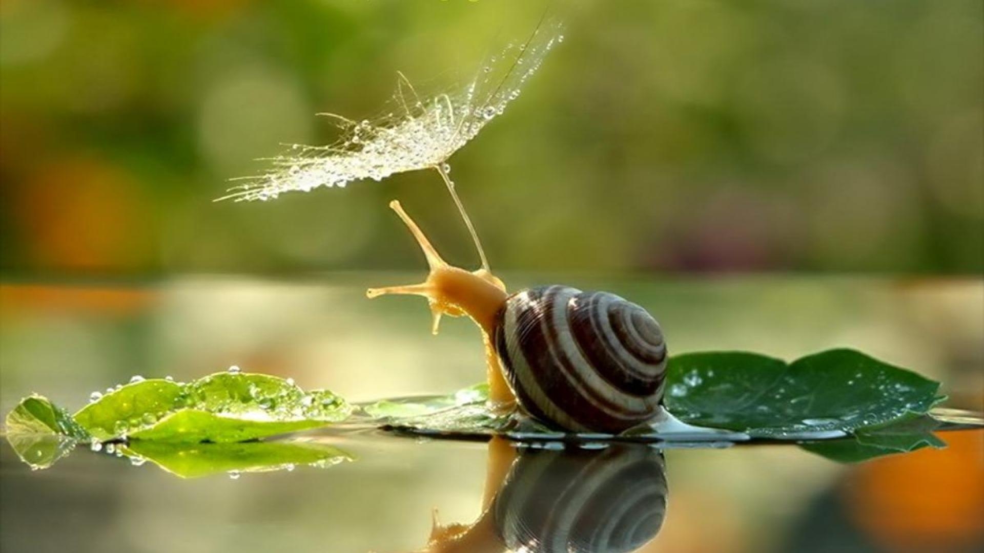 1920x1080 Snail Wallpaper Free Snail Background, Desktop