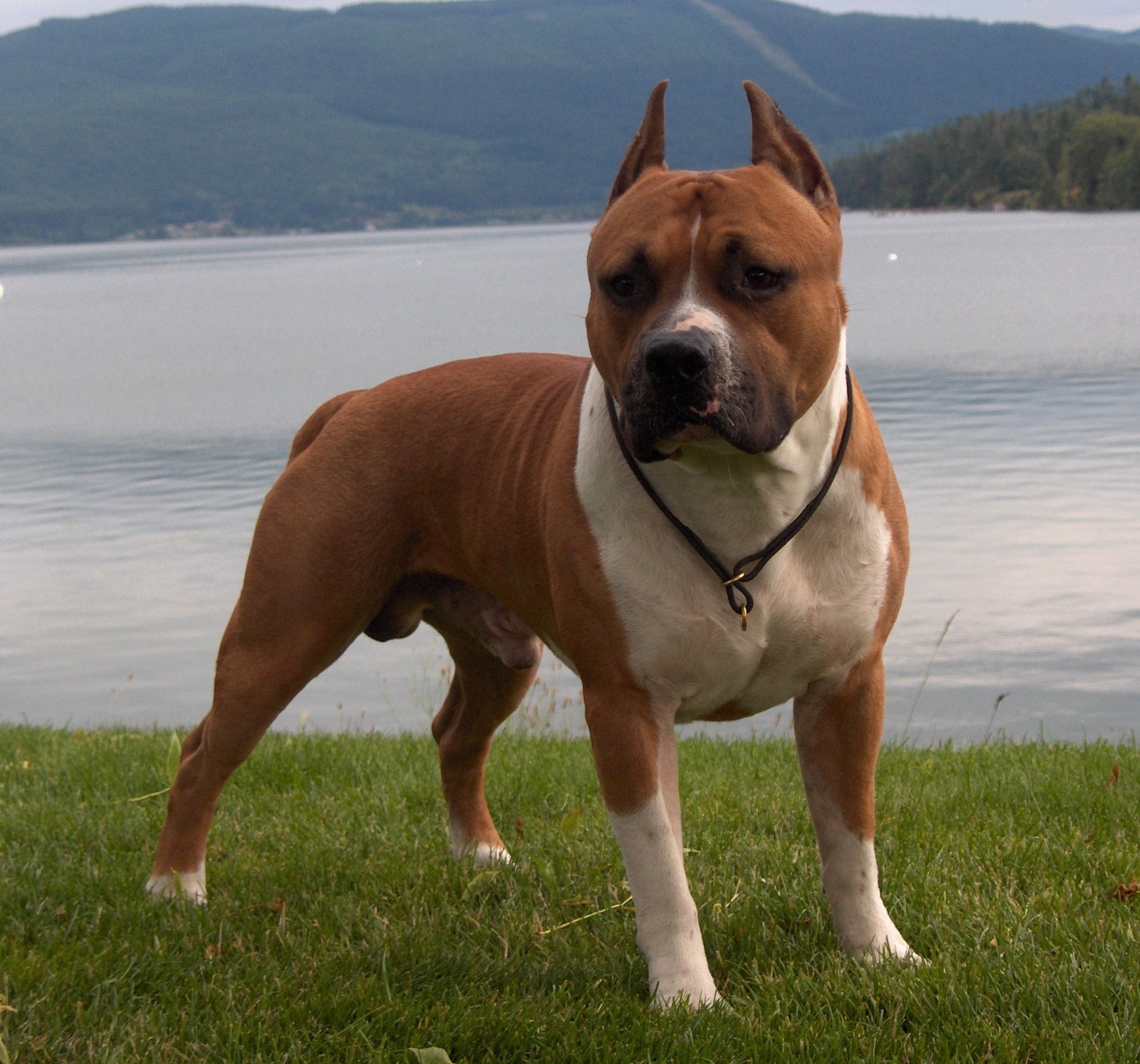 2100x1960 American Staffordshire Terrier Breed Info, Care and Wallpaper, Desktop