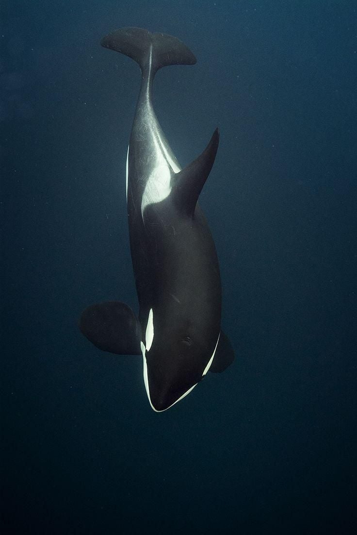 740x1110 Orca iPhone Wallpaper Free Orca iPhone Background, Phone