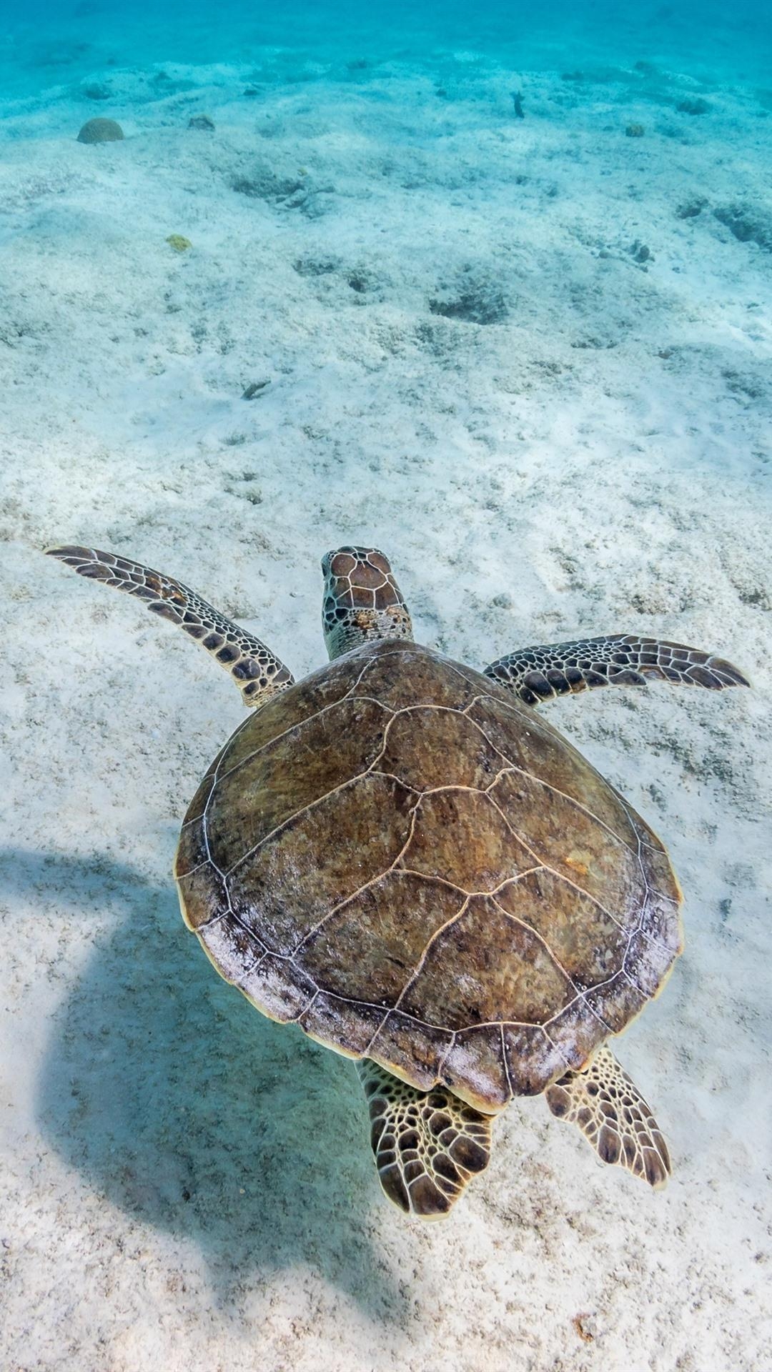 1080x1920 Turtle, Underwater, Sea, Clear Water  IPhone 8 7 6 6S Plus Wallpaper, Background, Picture, Image, Phone