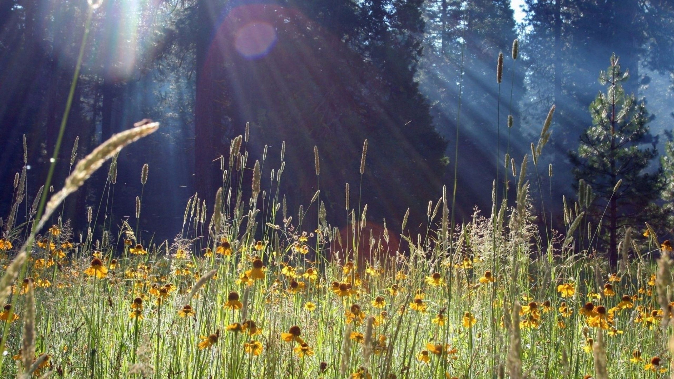 2560x1440 Awesome Spring Meadow. Cover photo, Facebook cover, Facebook cover photo, Desktop