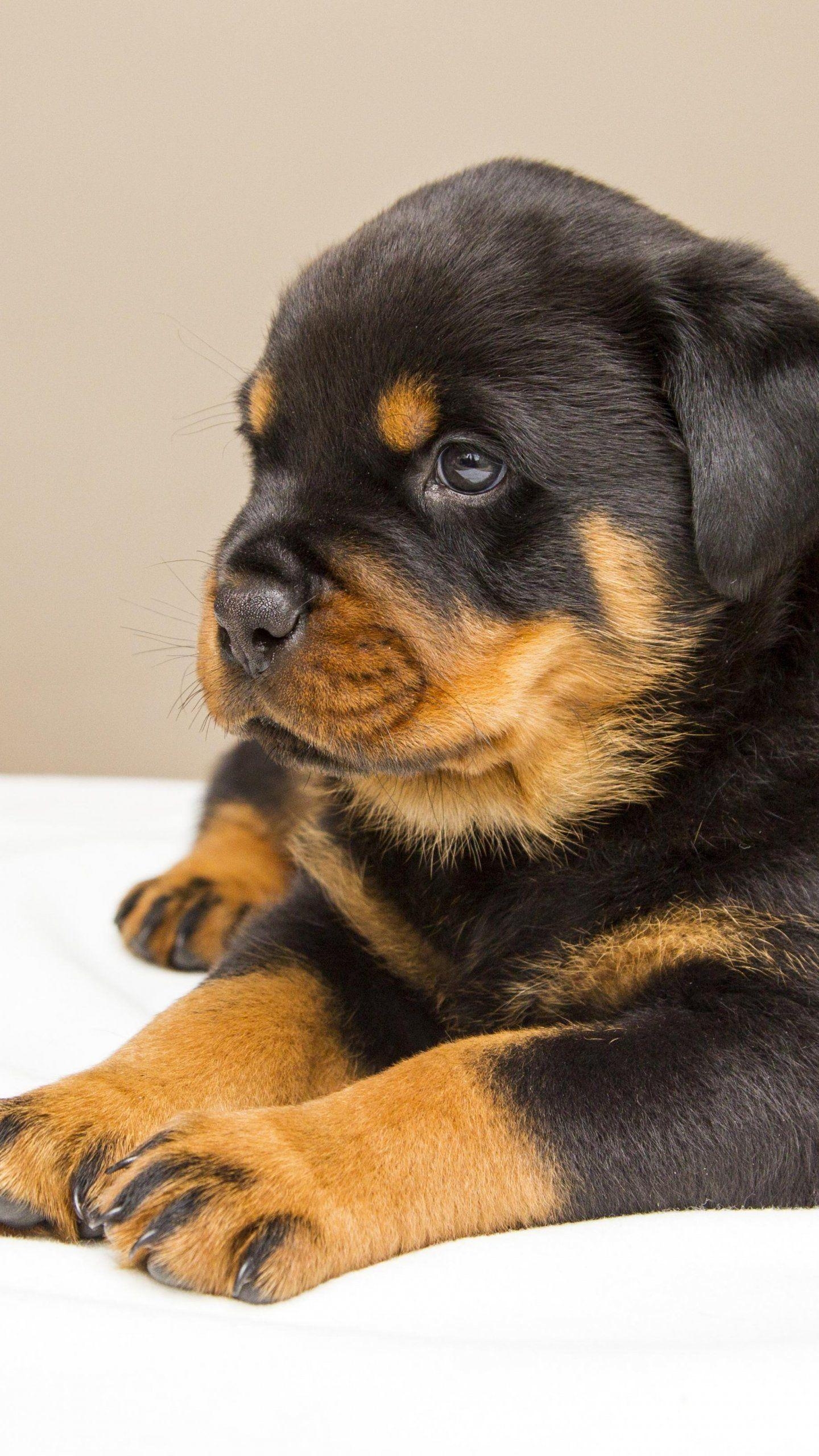 1440x2560 Rottweiler Puppy Wallpaper, Android & Desktop Background, Phone