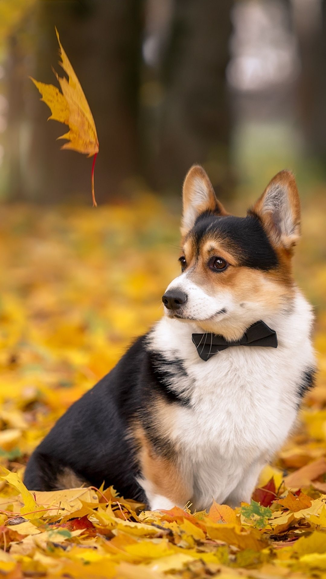 1080x1920 Picture Welsh Corgi dog Foliage Autumn Animals, Phone