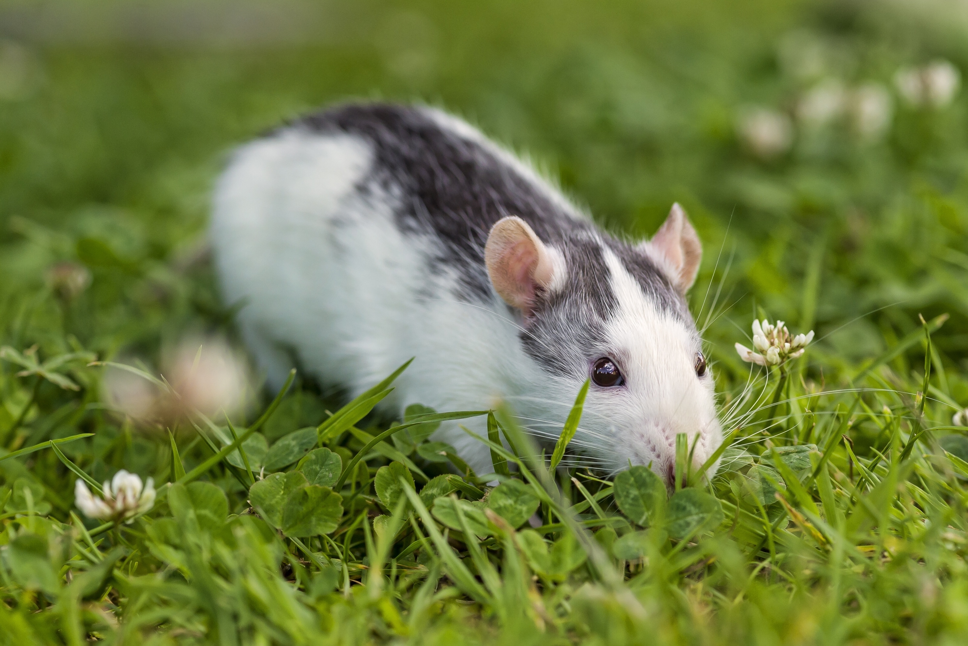 3200x2140 grass, amazing, desktop image, pet, 4k animal image, free, clover, Desktop