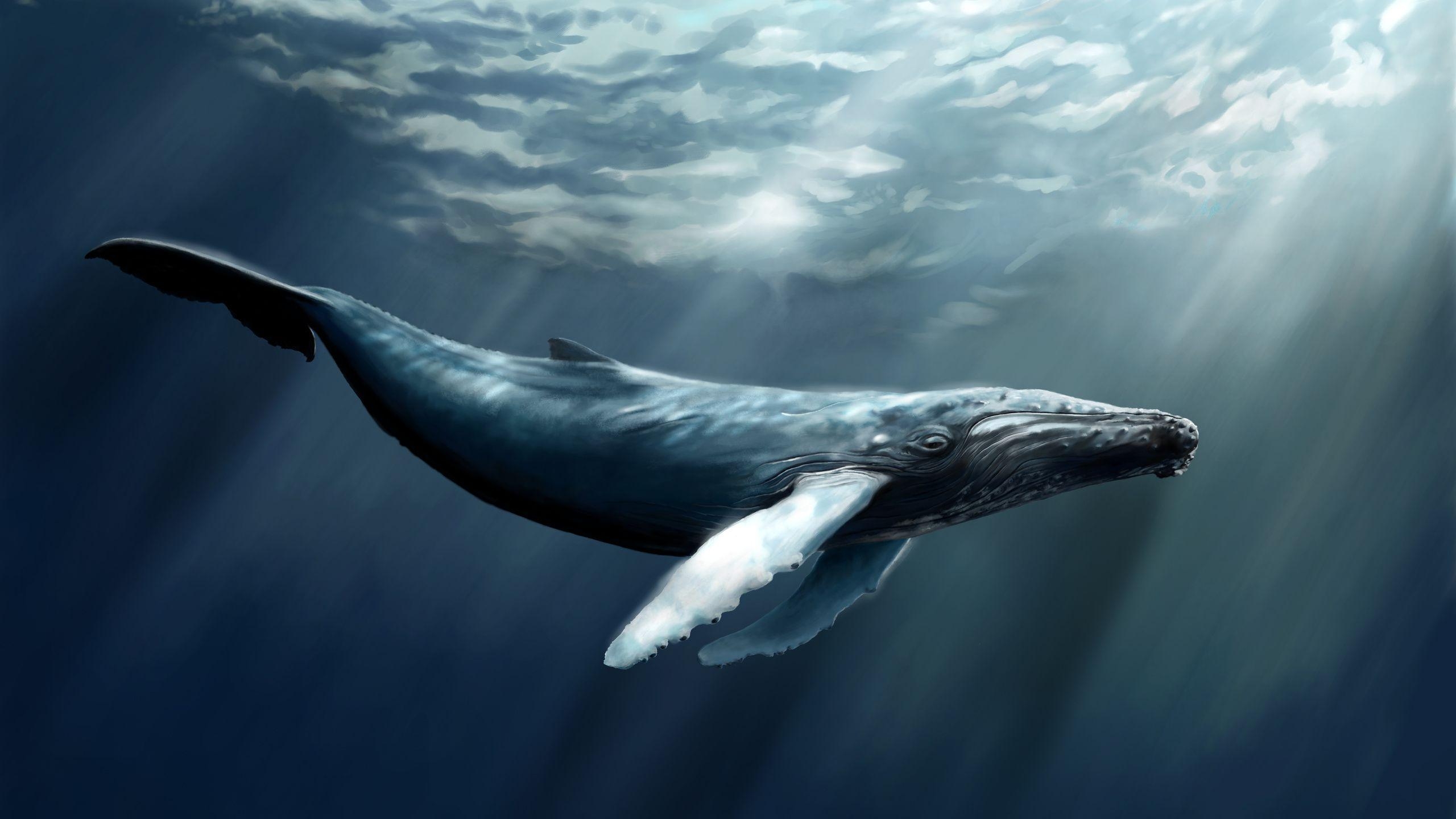 2560x1440 humpback whale desktop wallpaper. Whale facts for kids, Desktop