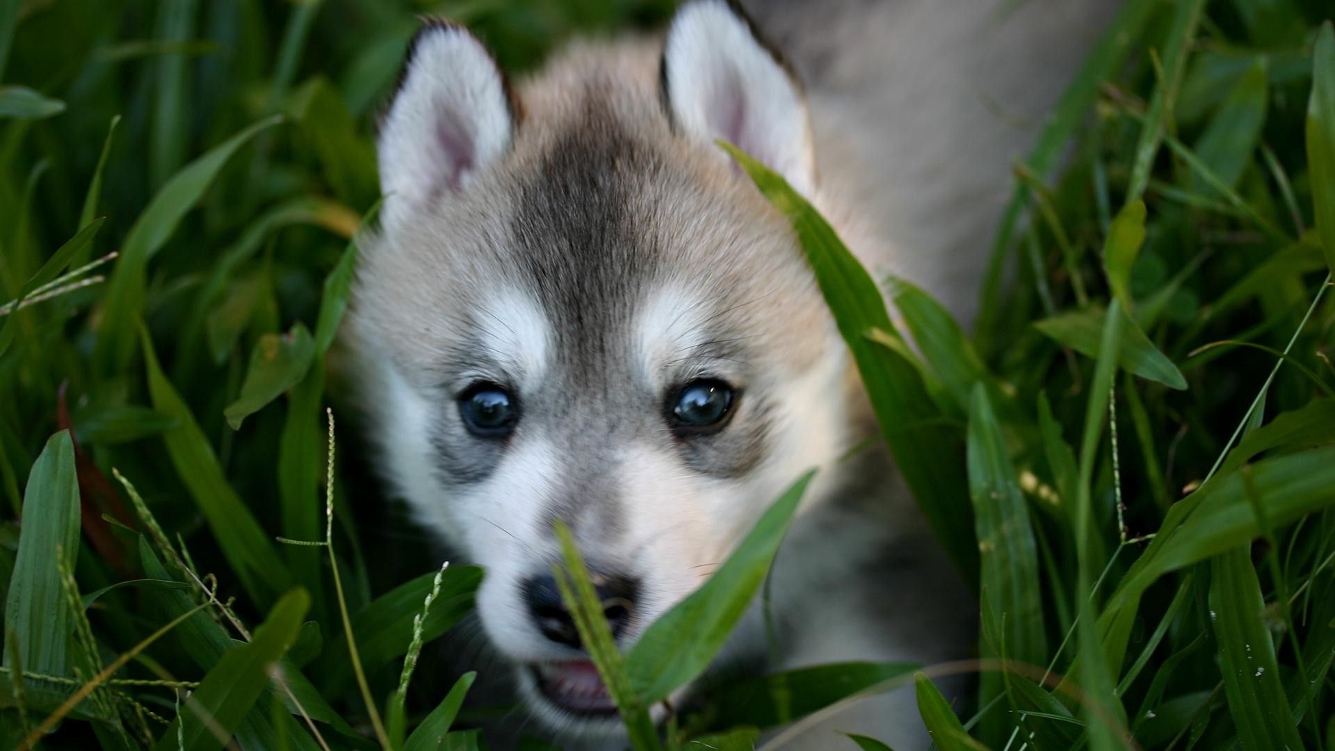 1920x1080 Baby Wolf Wallpaper background picture, Desktop