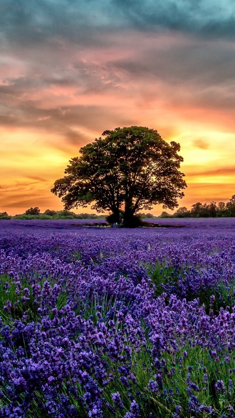 750x1340 Purple Lavender Fields, Scenery, Sunset, Flowers  IPhone 8 7 6 6S Wallpaper, Background, Picture, Image, Phone