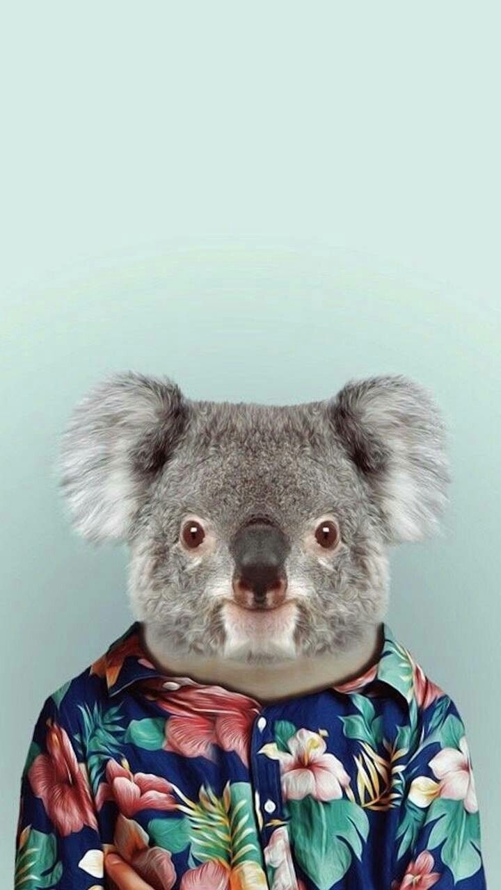 720x1280 Cute koala in a nice shirt!. Hewan, Wallpaper ponsel, Phone