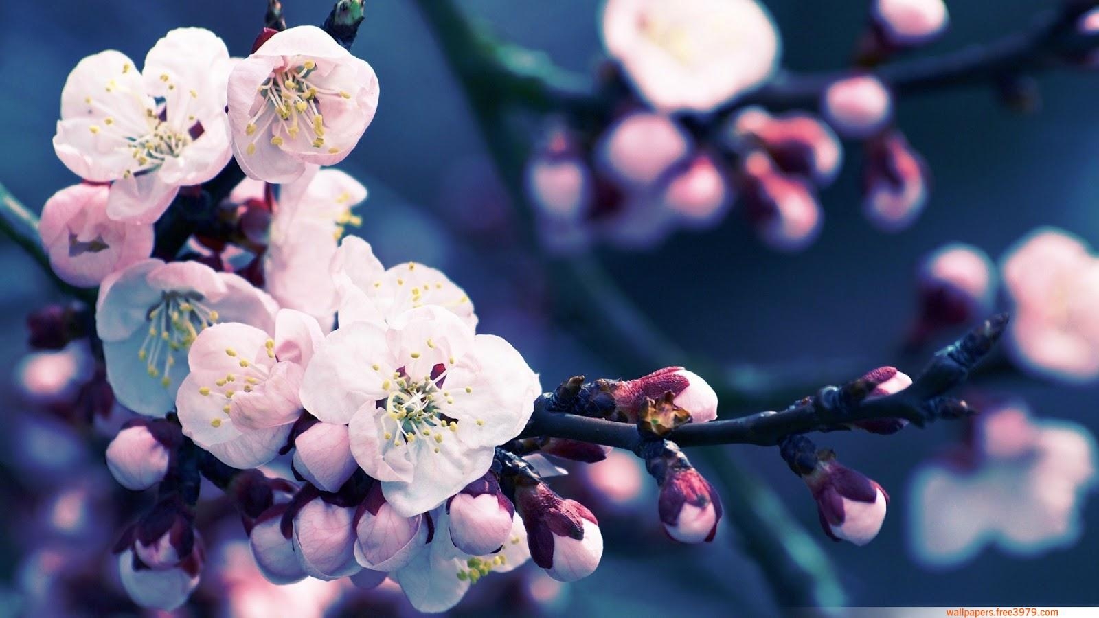 1600x900 Wallpaper Wallpaper: Asian Cherry Blossom Flower, Desktop